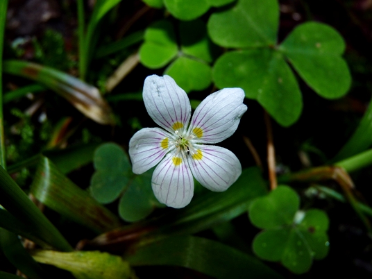 {Oxalis montana}